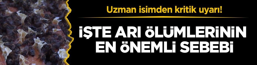 Uzman isimden kritik uyarı! İşte arı ölümlerinin en önemli sebebi