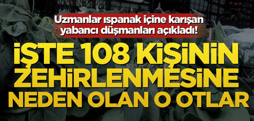 Uzmanlar ıspanak içine karışan yabancı düşmanları açıkladı! İşte 108 kişinin zehirlenmesine neden olan otlar