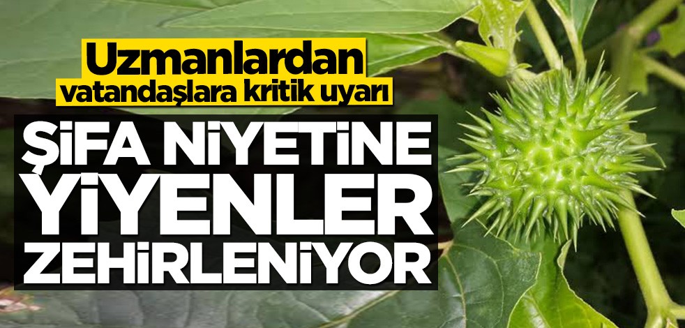 Uzmanlar uyardı: Şifa niyetine yiyenler zehirleniyor