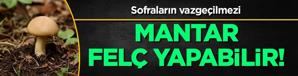 Uzmanlar uyarıyor: Bu mantarı yenirse felç yapabilir, tehlike göz ardı ediliyor! Duyanlar mantar şaşkınlığı yaşadı