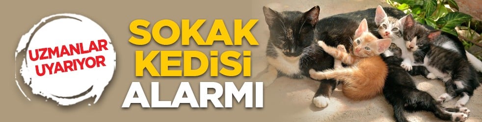 Uzmanlar uyarıyor: Sokak kedisi alarmı