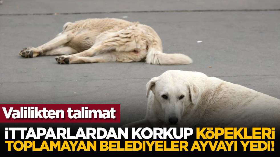 Valilikten talimat: İttaparlardan korkup köpekleri toplamayan belediyeler ayvayı yedi!