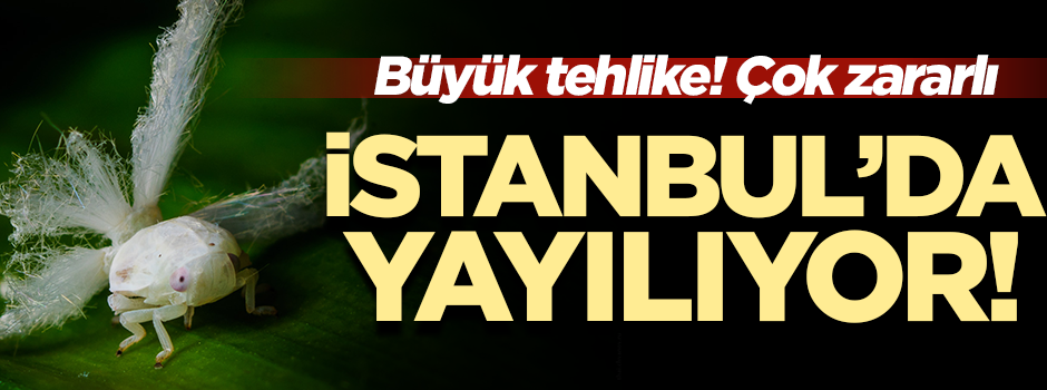 Vampir kelebek şimdi de İstanbul'da yayılıyor!