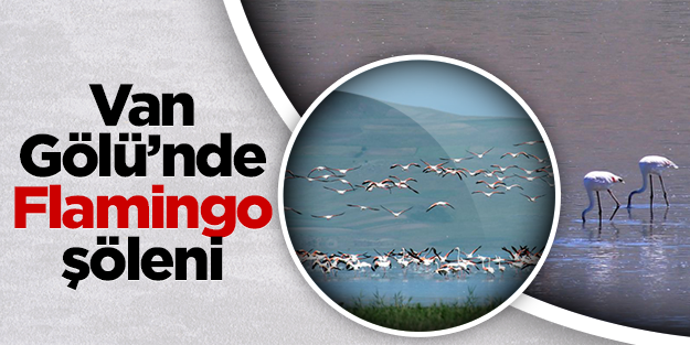 Van Gölü'nde Flamingo şöleni