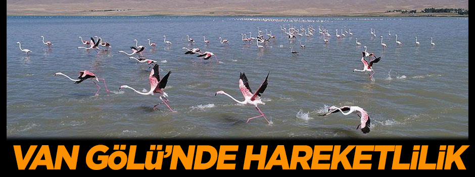 Van Gölü'nde hareketlilik