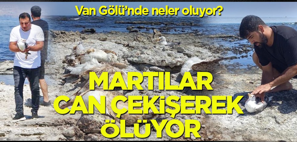 Van Gölü’nde neler oluyor? Martılar can çekişerek ölüyor