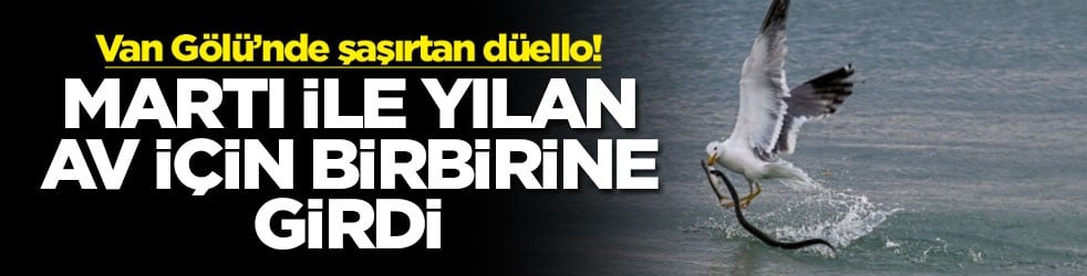 Van Gölü’nde şaşırtan düello! Martı ile yılan birbirine girdi