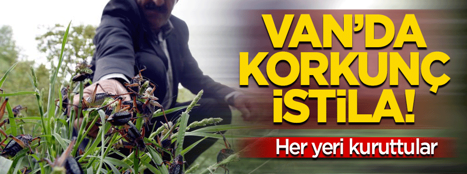 Van'da çekirge istilası! Yeşil alanları kuruttu