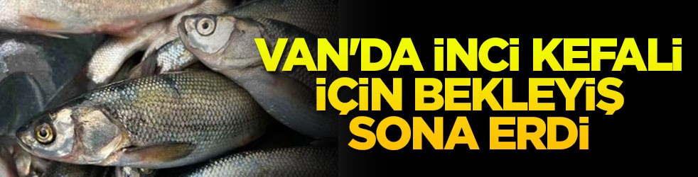 Van'da inci kefali için bekleyiş sona erdi