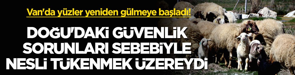 Van'da yüzler yeniden gülmeye başladı! Doğu'daki güvenlik sorunları sebebiyle nesli tükenmek üzereydi