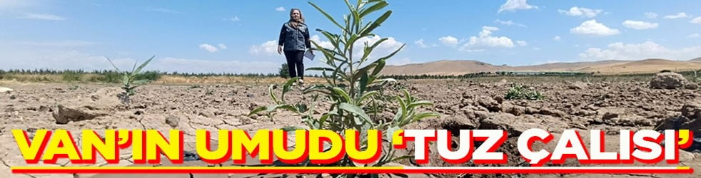 Van’ın umudu ‘Tuz çalısı’