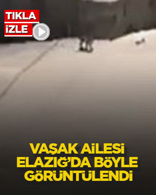 Vaşak ailesi Elazığ’da böyle görüntülendi