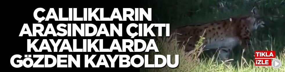 Vaşak sürprizi! Çalılıkların arasından çıktı, kayalıklarda gözden kayboldu