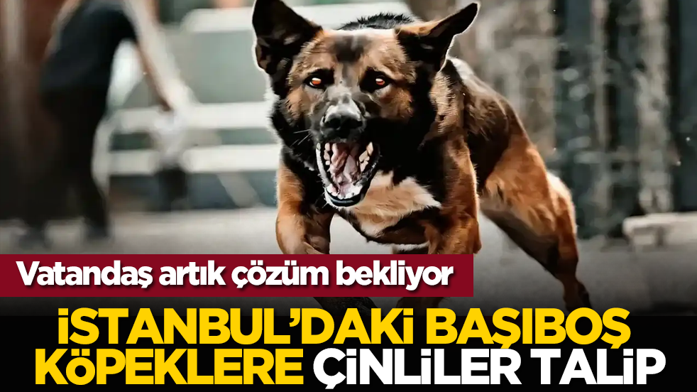 Vatandaş artık çözüm bekliyor: İstanbul’daki başıboş köpeklere Çinliler talip