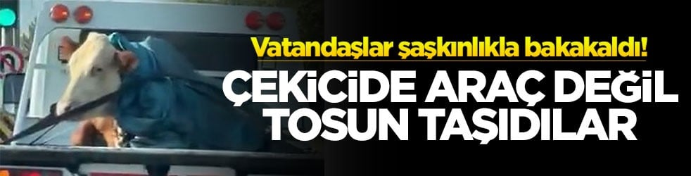 Vatandaşlar şaşkınlıkla bakakaldı! Çekicide araç değil tosun taşıdılar!