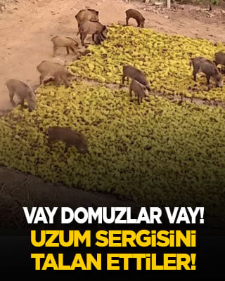 Vay domuzlar vay! Üzüm sergisini talan ettiler