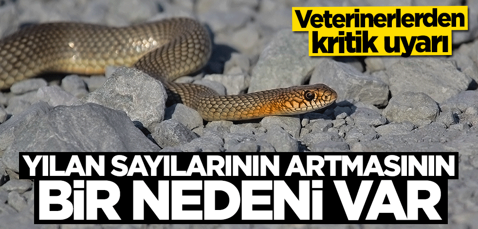 Veterinerler yılan sayılarının artmasının nedenini anlattı