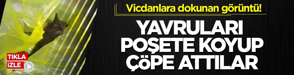Vicdanlara dokunan görüntü! Yavruları poşete koyup çöpe attılar
