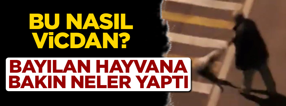 Vicdansız adam bayılan köpeği sahil yoluna attı!