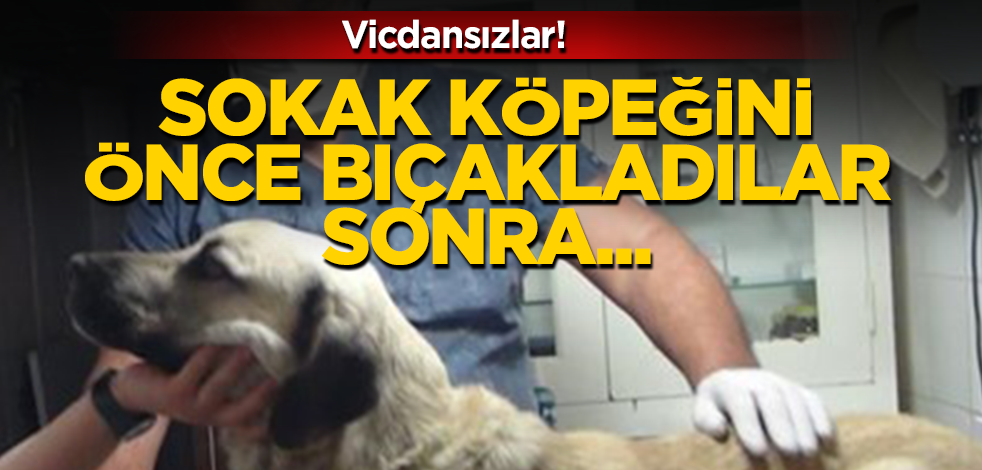 Vicdansızlar! Sokak köpeğini önce bıçakladılar ve sonra bakın ne yaptılar