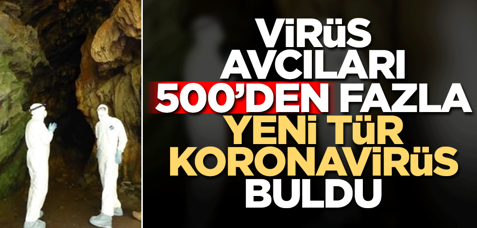 Virüs avcıları 500'den fazla yeni tür koronavirüs buldu