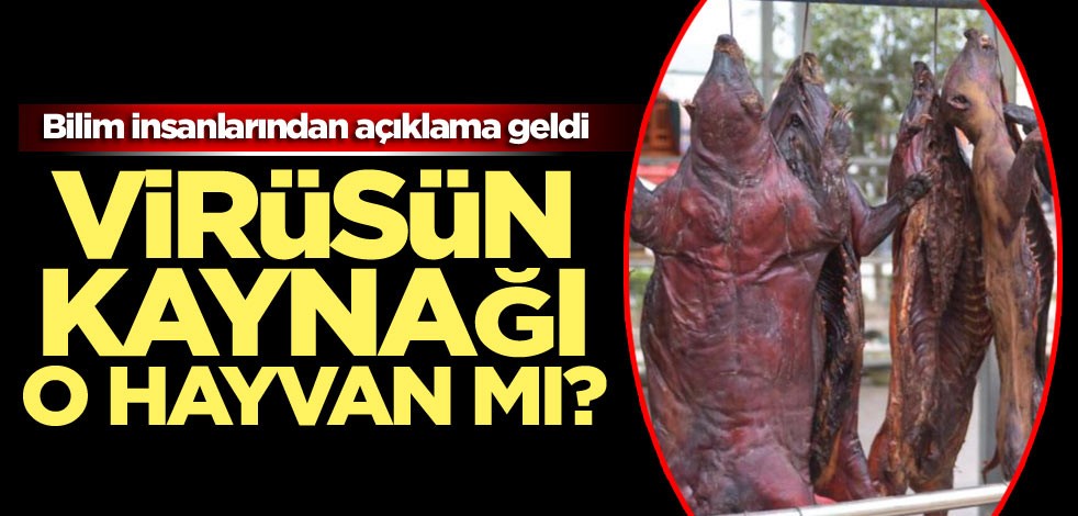 Virüsün kaynağı o hayvan mı? Bilim adamlarından açıklama geldi