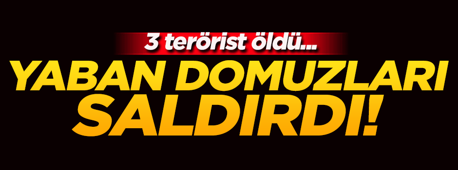 Yaban domuzları 3 terörist öldürdü