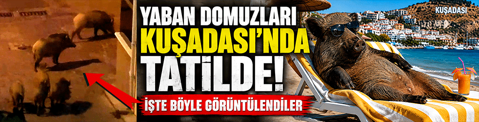 Yaban domuzları Kuşadası'nda tatilde! İşte böyle görüntülendiler