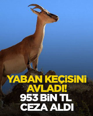 Yaban keçisini avladı! 953 bin TL ceza aldı