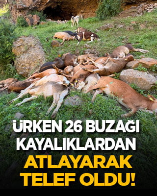 Yabani hayvandan ürken 26 buzağı kayalıklardan atlayarak telef oldu