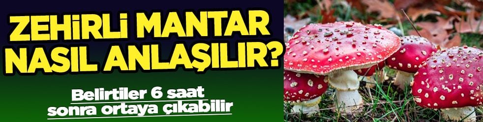 Yağışlar arttı bu detaya dikkat! Zehirli mantar nasıl anlaşılır?