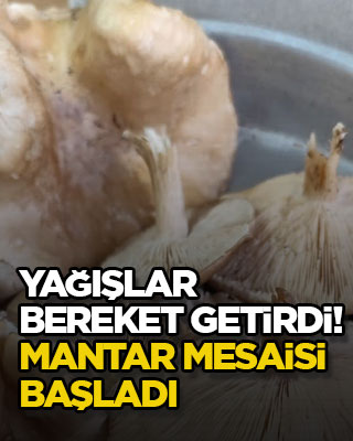 Yağışlar bereket getirdi! Mantar mesaisi başladı