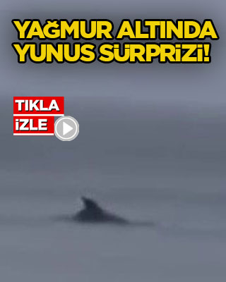Yağmur altında yunus sürprizi!