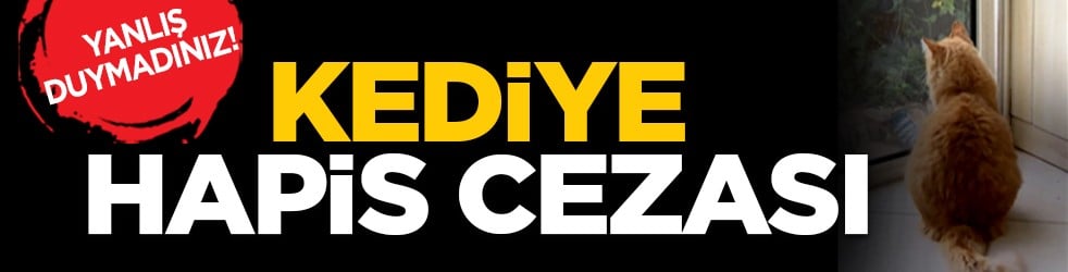 Yanlış duymadınız! Kediye hapis cezası