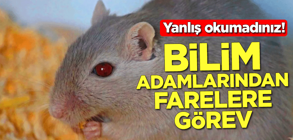 Yanlış okumadınız! Bilim adamlarından farelere görev