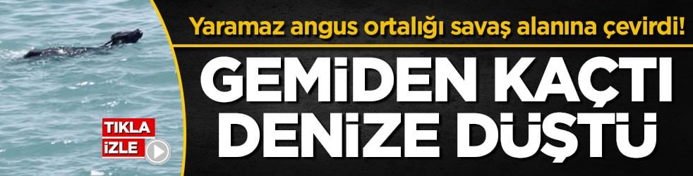 Yaramaz angus ortalığı savaş alanına çevirdi! Gemiden kaçtı, denize düştü