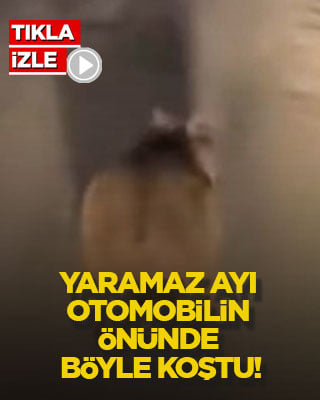 Yaramaz ayı otomobilin önünde böyle koştu!