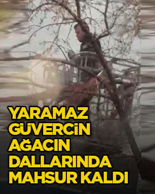 Yaramaz güvercin ağacın dallarında mahsur kaldı