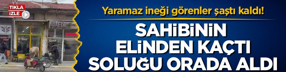 Yaramaz ineği görenler şaştı kaldı! Sahibinin elinden kaçtı soluğu orada aldı