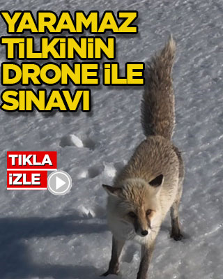 Yaramaz tilkinin drone ile sınavı görüntülendi!