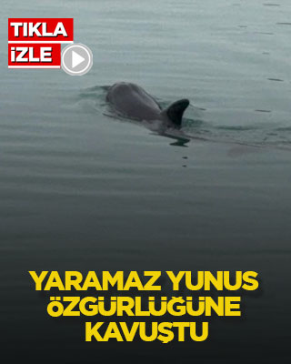 Yaramaz yunus özgürlüğüne kavuştu
