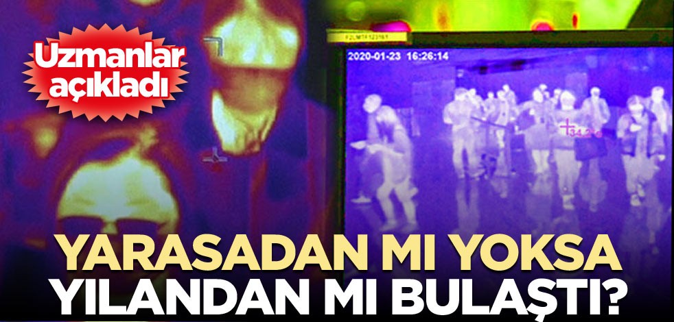 Yarasadan mı yoksa yılandan mı bulaştı? Uzmanlar açıkladı