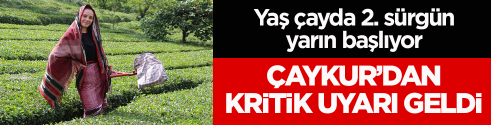Yaş çayda 2. sürgün yarın başlıyor! ÇAYKUR’dan kritik uyarı geldi