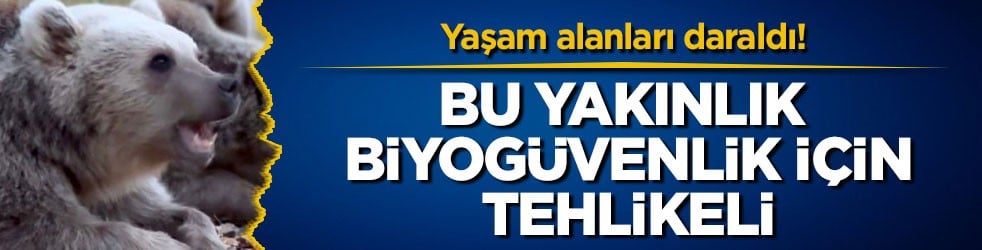 Yaşam alanları daraldı! Bu yakınlık biyogüvenlik için tehlikeli