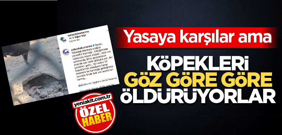 Yasaya karşılar ama! Köpekleri göz göre göre öldürüyorlar