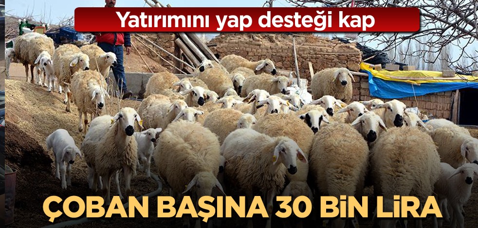 Yatırımını yap desteği kap! Çoban başına 30 bin lira