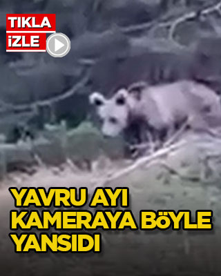 Yavru ayı kameraya böyle yansıdı