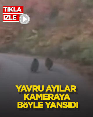 Yavru ayılar kameraya böyle yansıdı