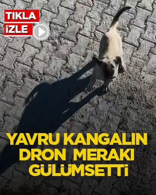Yavru kangalın dron merakı gülümsetti