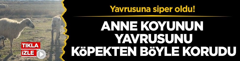 Yavrusuna siper oldu! Anne koyunun yavrusunu köpekten böyle korudu